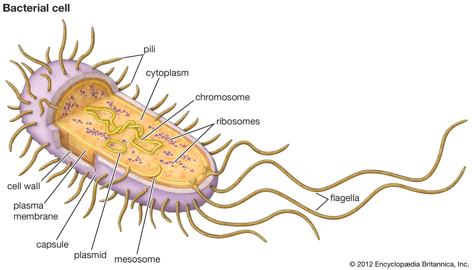 <p>Flagella</p>
