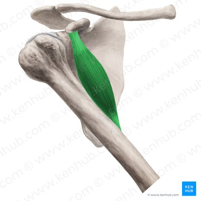 <p>What muscle that moves the arm?</p>