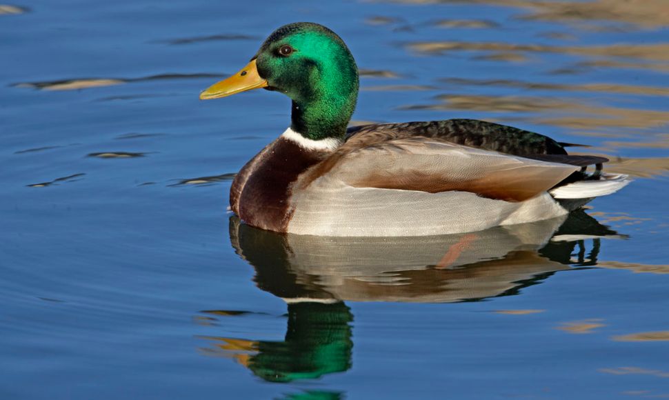 <p>canard</p>