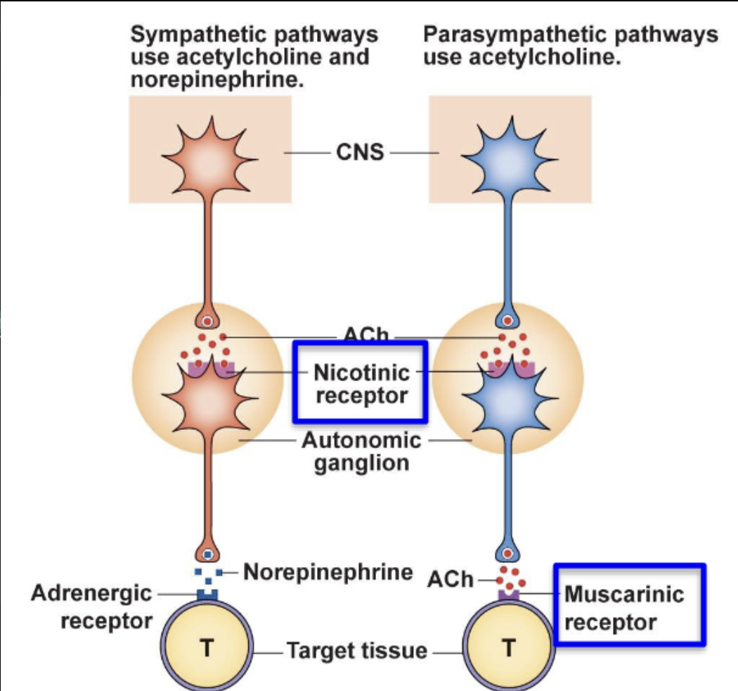 <p><strong>Nicotinic receptors</strong></p><ul><li><p>Receptor at the ganglionic neuron</p></li></ul><p><strong>Muscarinic receptors</strong></p><ul><li><p>Receptor at all of the parasympathetic target organs</p></li></ul><p></p>