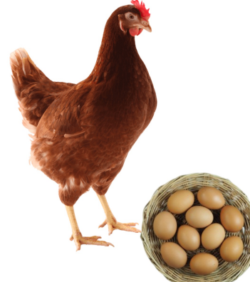 <ul><li><p>Layer type</p></li><li><p>300-320 eggs per year</p></li><li><p>1.9-2.2 kg live weight at 18-19 weeks</p></li><li><p>Germany</p></li><li><p>Brown feathers, high performance layer</p></li></ul><p></p>