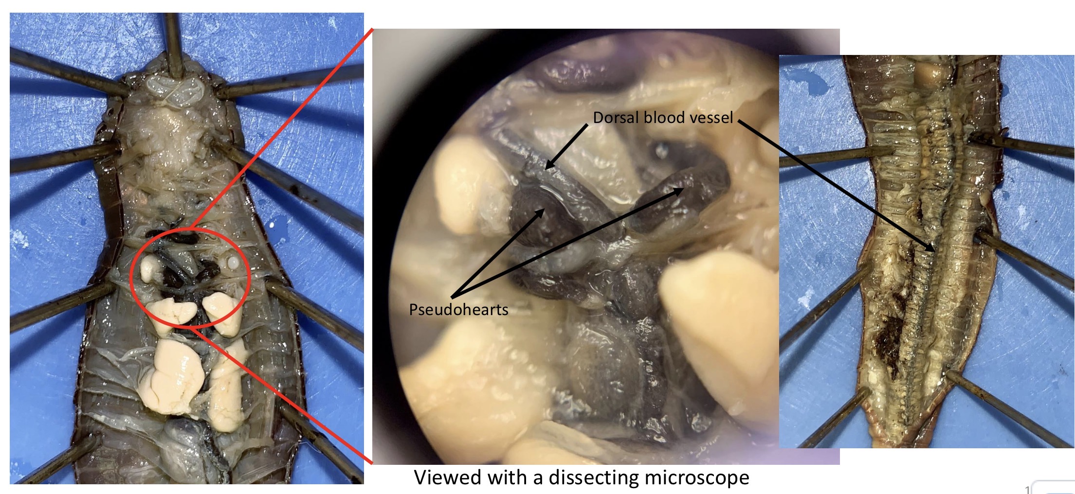 <ol><li><p>Dorsal blood vessel (=blood flows through the dorsal blood vessel anteriorly and is pumped downwards into the ventral blood vessel by the pseudohearts)</p></li><li><p>Ventral blood vessel (=blood is pumped into the ventral blood vessel by the pseudohearts and flows posteriorly. Smaller blood vessels in each segment allow blood to flow back up into the dorsal blood vessel)</p></li><li><p>5 pseudohearts (=pump blood down from the dorsal blood vessel into the ventral blood vessel)</p></li></ol><p></p>