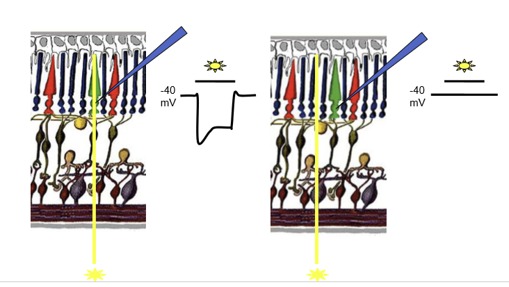 <p>The width of the outer segment. </p>
