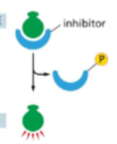 <p>An inhibitory protein is phosphorylated and released </p>