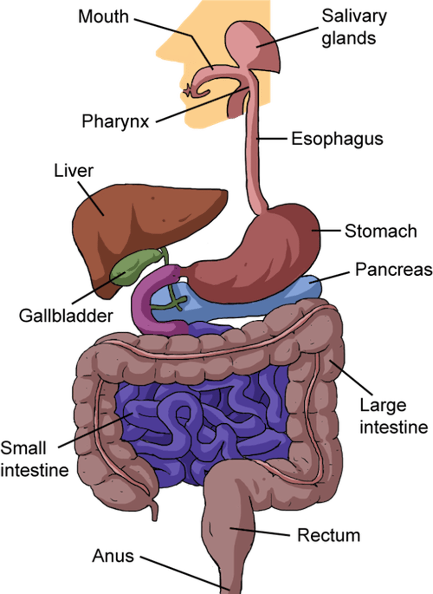 <p>The continuous pathway that food follows from the mouth to the anus.</p>