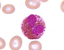 <p>name the leukocyte</p>