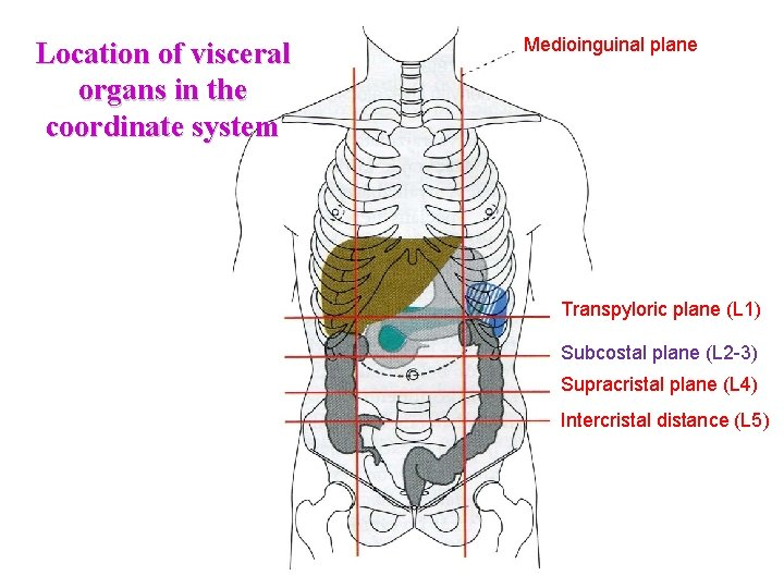 <p><strong>Transpyloric plane</strong> refers to a horizontal (or transverse) plane which lies at level of the costal margin, i.e., connecting the 9th costal cartilages of right and left sides with each other. The level of the <strong>transpyloric plane</strong> can also be marked by drawing a horizontal line midway between the jugular notch and the pubic symphysis or by marking a level midway between the lower end of body of sternum (above) and umbilicus (below). Posteriorly, the position of <strong>transpyloric plane</strong> equates to the lower border of the first lumbar (L1) vertebrae.</p><p>(<span>pylorus = The passage at the lower end of the stomach that opens into the duodenum)</span></p><p></p>
