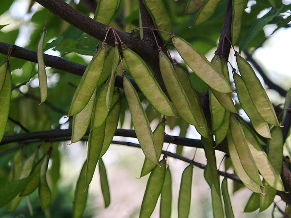 <p>Cercis canadensis - eastern redbud (fabaceae) </p>