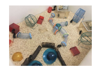 <ul><li><p>Environments which exceed normal quality (e.g. more intellectual stimulation, better food, less stress);</p><ul><li><p>Flynn effect (see L06) relevant</p><ul><li><p>More stuff in the environment</p></li></ul></li><li><p>Controversy over extent of benefits, diminishing returns</p></li></ul></li><li><p>As experimental studies in humans are challenging and therefore rare, animal work is often a focus (generalization issue)</p><ul><li><p>Studies are about animals but not about humans (so different environments)</p></li></ul></li></ul><p></p>