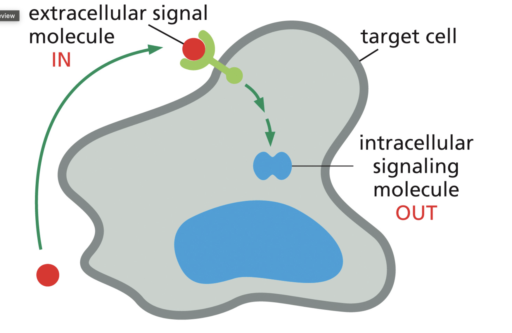 <p>4 general phases of signaling cascades</p><ol><li><p>The signal is sent. Molecular cues, environmental signals, temperature, gases (oxygen availability)</p></li><li><p>The signal is received. Receptor recognizes signal, usually at plasma membrane, but sometimes internally if signal can diffuse. Internally is usually a gas.</p></li><li><p>The signal is interpreted. Transfer of signal across, membrane, signal amplification, internal responses, “transduction”(<span>converting a signal received by a cell into a response inside the cell).</span></p></li><li><p><span>The cell responds May be fast or slow</span></p></li></ol><p></p>
