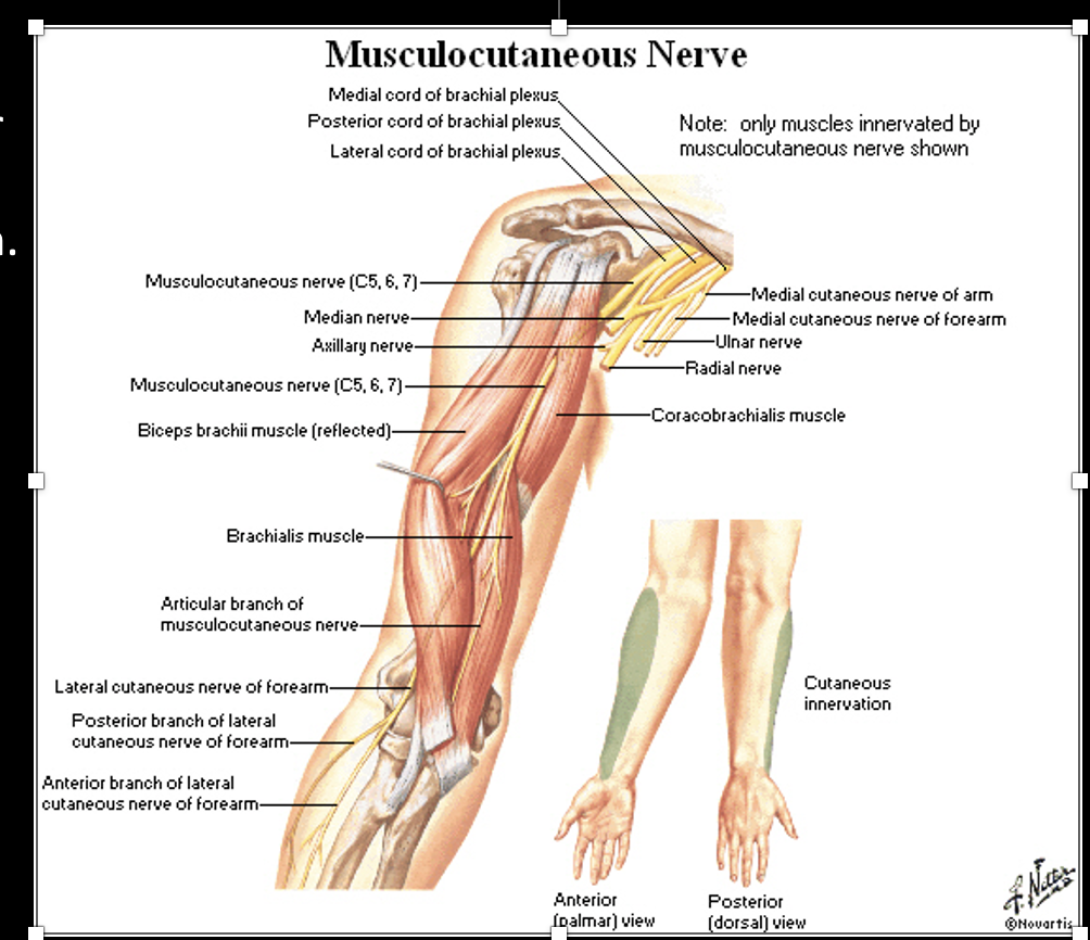 <p>-C5-7</p><p>-Lateral cord; Anterior division; Superior and Middle Trunks</p><p>-Pierces coracobrachialis m.; Motor to anterior compartment of arm</p><p><mark data-color="red" style="background-color: red; color: inherit;">-Sensory to lateral forearm ->lateral antebrachial cutaneous n.</mark></p>