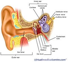 <p>3 small bones located in the middle ear</p>