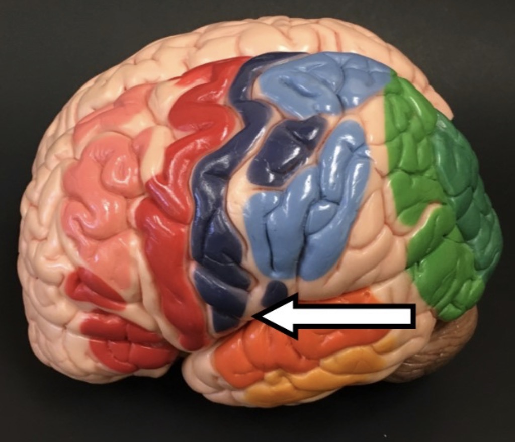 <p>Wha division t is the arrow pointing to?</p>
