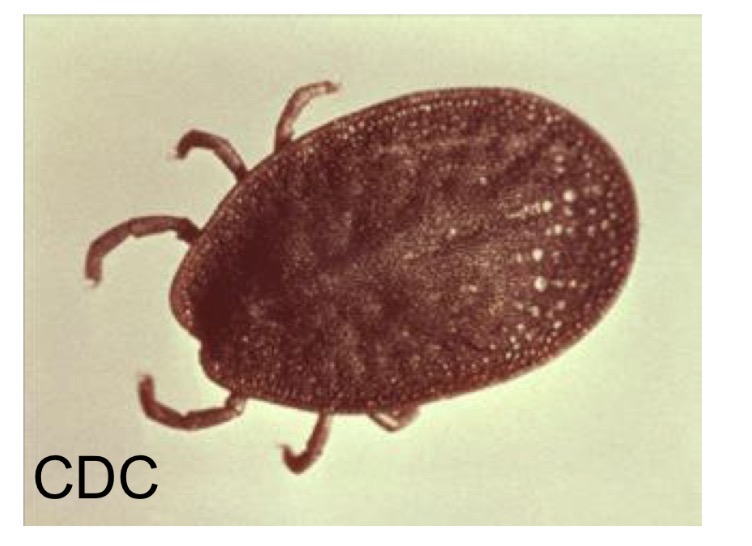 <p>What are the species names found in this family </p>