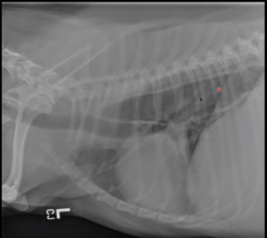 <p>Describe the esophagus in this image</p>
