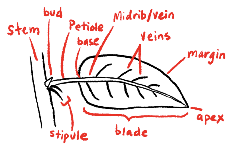 <p><strong>Stipules</strong></p><p><strong>Paired leaf-like structures near the base of a leaf or petiole.</strong></p><p><strong>Function</strong>: often protect the developing leaf or bud; in some plants they may also photosynthesize.</p>
