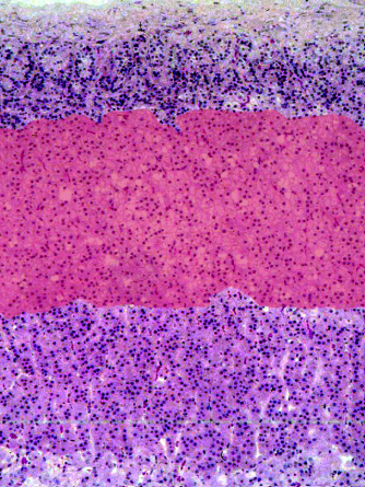 knowt flashcard image