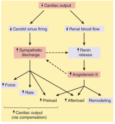 <p><span style="background-color: transparent;"><strong>Compensatory Physiologic Responses in HF IMAGE</strong></span></p><ul><li><p><span style="background-color: transparent;">More specifically/info Part 1</span></p><ul><li><p><span style="background-color: transparent;">______ sympathetic activity → ______ → Enhanced ______ and increased ______ → increased ______ → increased ______</span></p></li><li><p><span style="background-color: transparent;"><strong>Activation of RAAS System</strong> → ______ and ______ (______)</span></p></li><li><p><span style="background-color: transparent;"><strong>Compensatory responses</strong> ______ the workload of the heart as well, contributing to a ______</span></p></li></ul></li></ul><p></p>