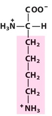 <p>Positively charged</p>