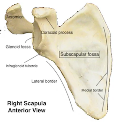 <p>anterior depression </p>