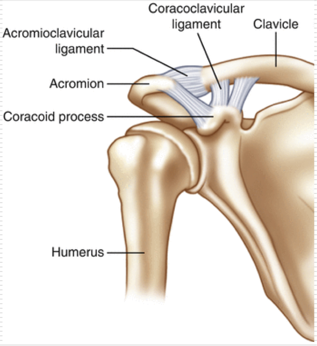 <p>Arthrodial (gliding) Joint </p><ul><li><p>Small movements in all planes </p></li></ul><p>Held to scapula via ligaments </p><ul><li><p>Coracoclavicular Ligaments </p></li><li><p>Acromioclavicular Ligaments </p></li></ul><p></p>