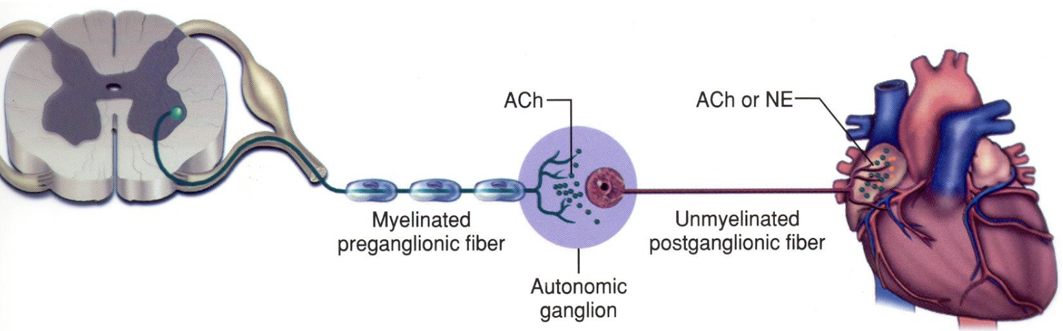 <ol><li><p>Where is the cell body of a postganglionic neuron located?</p></li><li><p>What are the characteristics of a postganglionic neuron's axon?</p></li></ol><p></p>