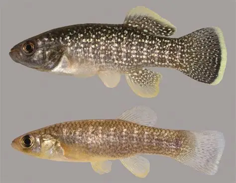 <p>Blunt snout, stripeing or spots, deep caudal peduncle</p>