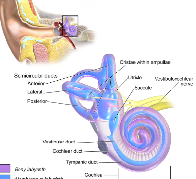 <p><br><span>resides within a cavity inside the temporal bone. It consists of the cochlea, vestibule, and semicircular canals. Sometimes referred to as the bony labyrinth. On the inside esides a membranous labyrinth that contains fluid.</span></p>