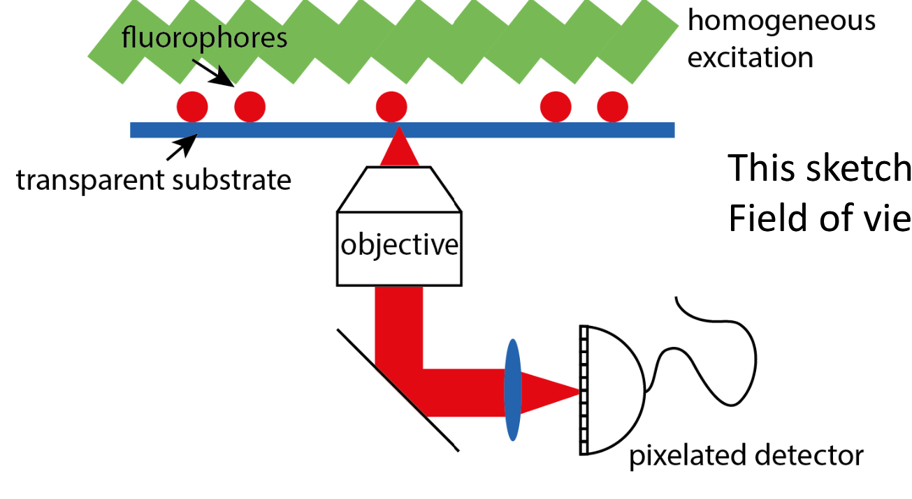 <p>Epi greek for above:<br></p><ul><li><p>Illuminate entire sample homogeniously</p></li><li><p>Image sample plane on pixelated detector</p></li><li><p>Each fluorophore generates a signal according to the PSF</p></li><li><p>Resolution is:</p></li></ul><p>x<sub>0</sub>=lambda/2*NA</p><p></p>