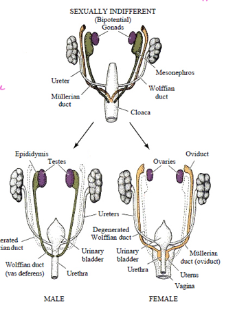 <p>two sets of ducts present that terminate the cloaca (one the 6 week mark is hit and the cell can tell which sex it is one duct is discarded while the other develops)</p>