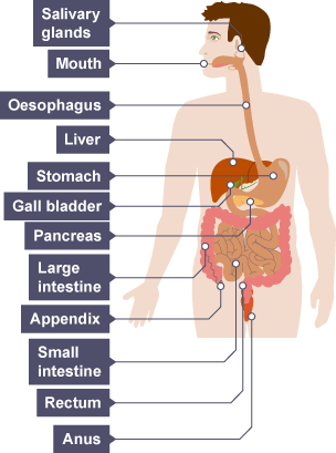 <p>Mouth → Oesophagus → Stomach → Small intestine → Large intestine → Rectum → Left!</p><p>Mechanical and chemical digestion in mouth → Mechanical in oesophagus → Mechanical and chemical in the stomach → Mechanical and chemical in the small intestine and large → Only mechanical in rectum.</p><p>Accessory organs aid in chemical digestion by releasing substances.</p>