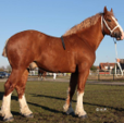 <p>welk type paard is dit</p>