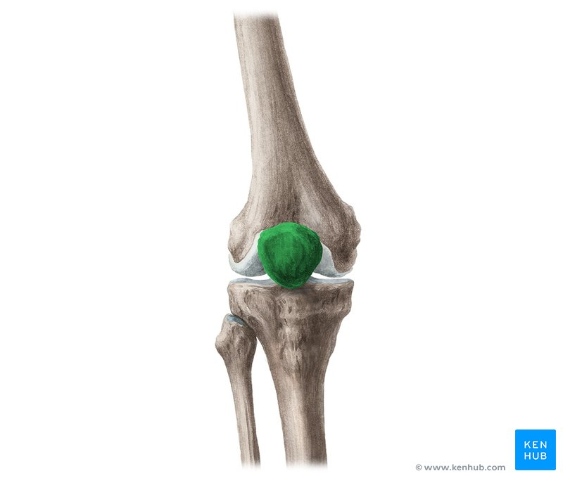 <p>What is the kneecap called?</p>