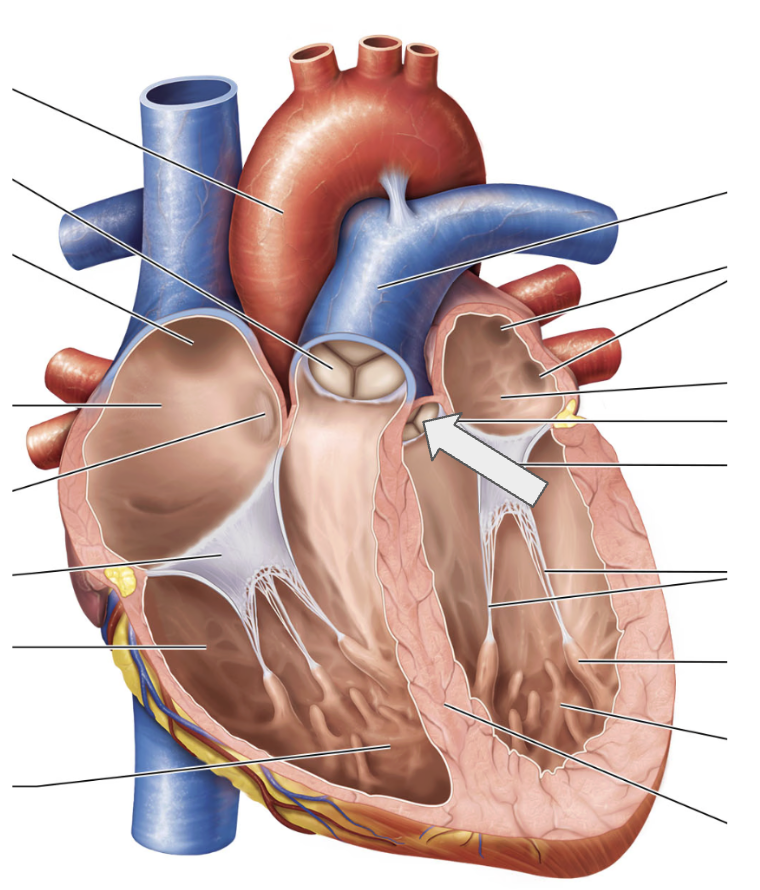 <p>Name the structure</p>