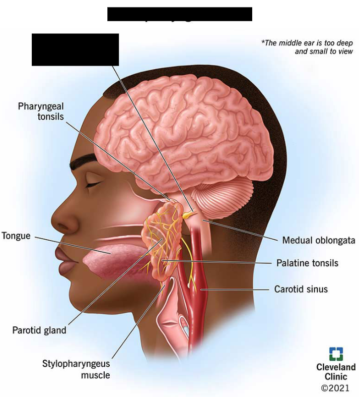 <p><br><span>The ninth cranial nerve. Mixed nerves that carry sensory information regarding taste from the posterior 1/3rd of the tongue, as well as motor information to the muscles in the pharynx for swallowing. Tested by observing the patient’s soft palate, along with Cranial Nerve X. </span></p>