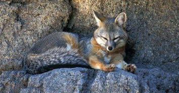 <p>Gray fox </p>
