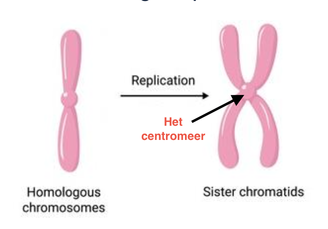 <ul><li><p>Bestaat 1 chromosoom uit 2 identieke delen → <strong>de chromatiden </strong>(2 identieke delen)</p></li><li><p>De chromatiden zijn nog even aan elkaar vast aan <strong>het</strong> <strong>centromeer</strong></p></li></ul><p></p>