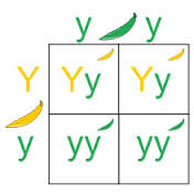 <p>a one-trait cross (ex. color)</p>