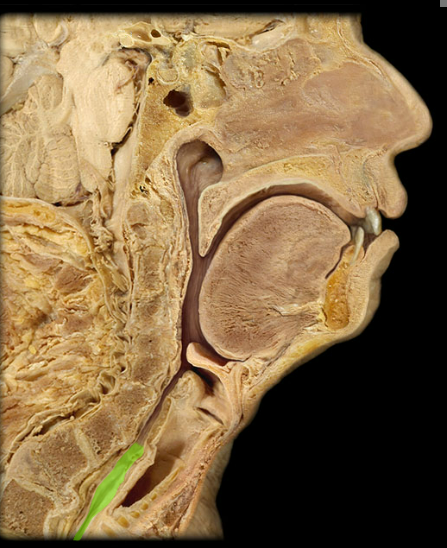 <p><span>Esophagus</span></p>