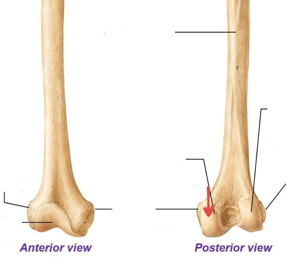 <p>what is this part of the femur?</p>