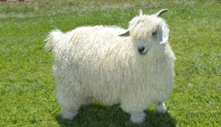 <p>a type of fiber goat, produces Mohair fiber, from Turkey</p>