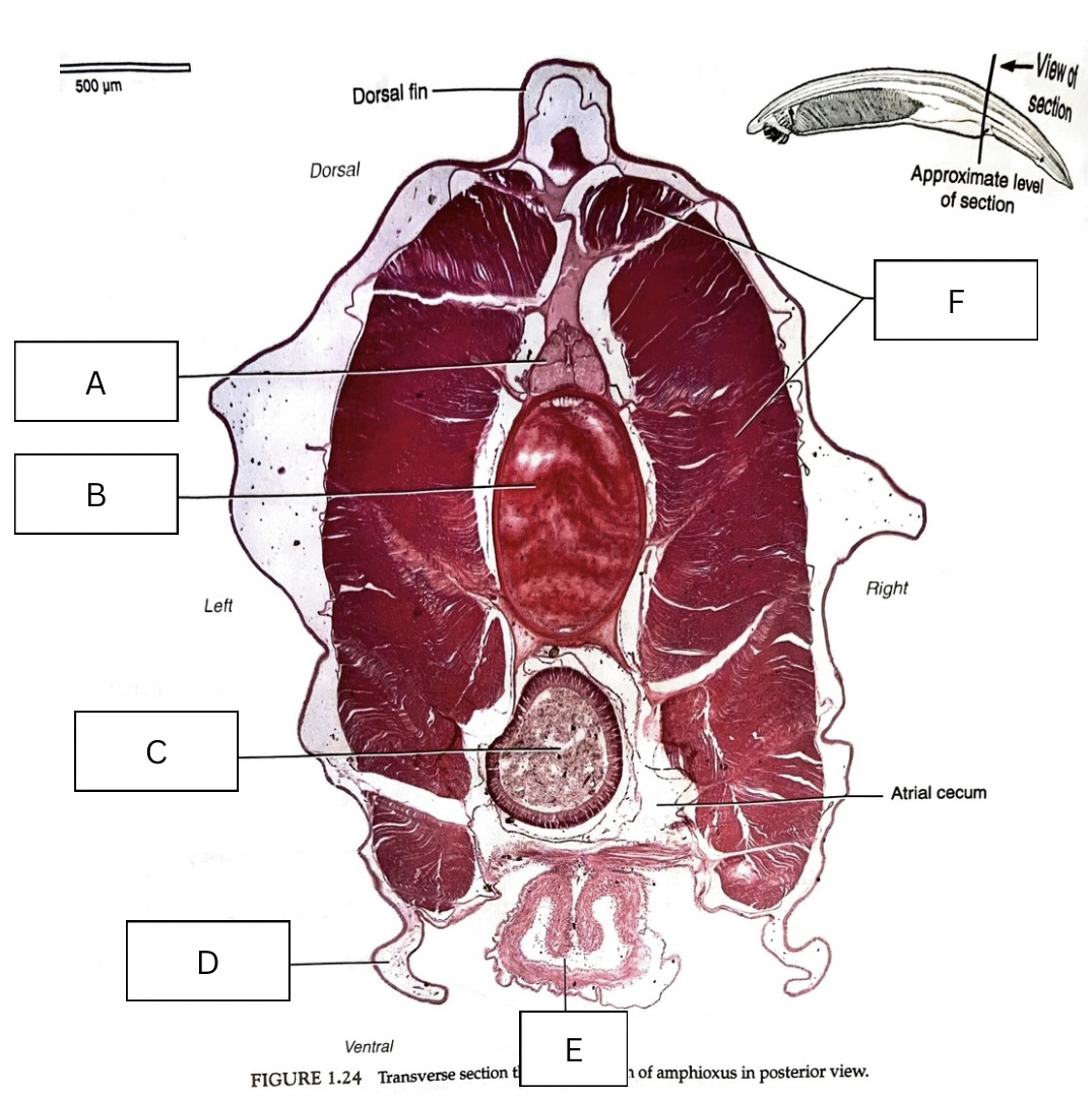 <p>What is E in the following diagram?</p>