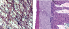 <p>Identify the connective tissue</p>