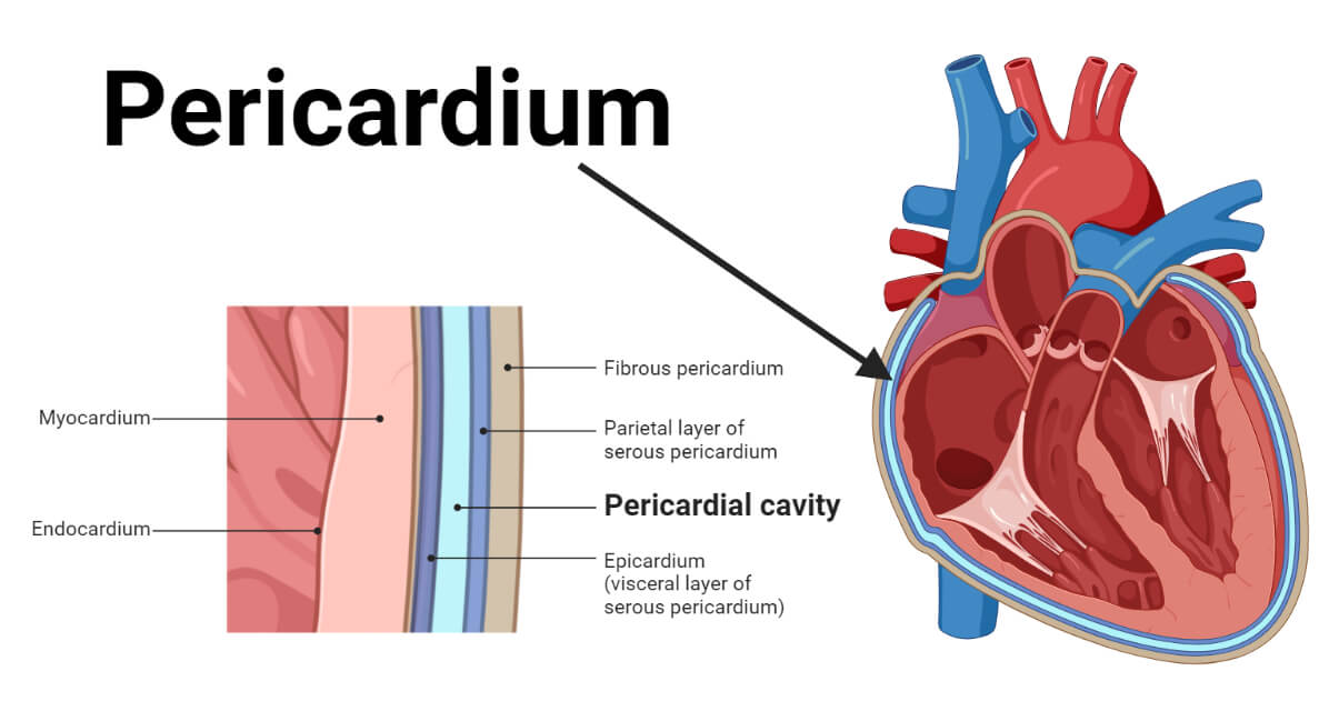 <p>Pericardium</p>