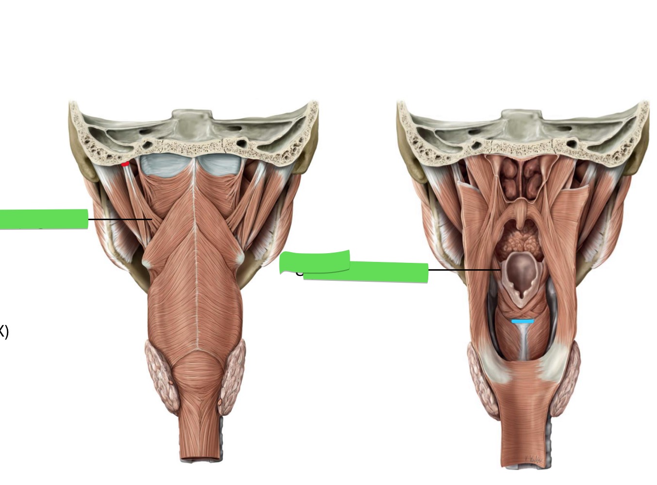 <p>Name the muscle, origin, insertion, innervation, action</p>