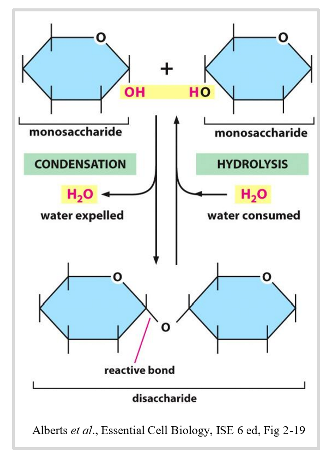 <ul><li><p>hydrolysis reaction </p></li><li><p>enzymes catalyse the breakdown of a covalent bond between monosaccharides </p></li><li><p>requires energy and water</p></li></ul><p></p>