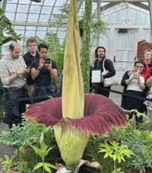 <p>The largest inflorescence belongs to the ______ flower</p>