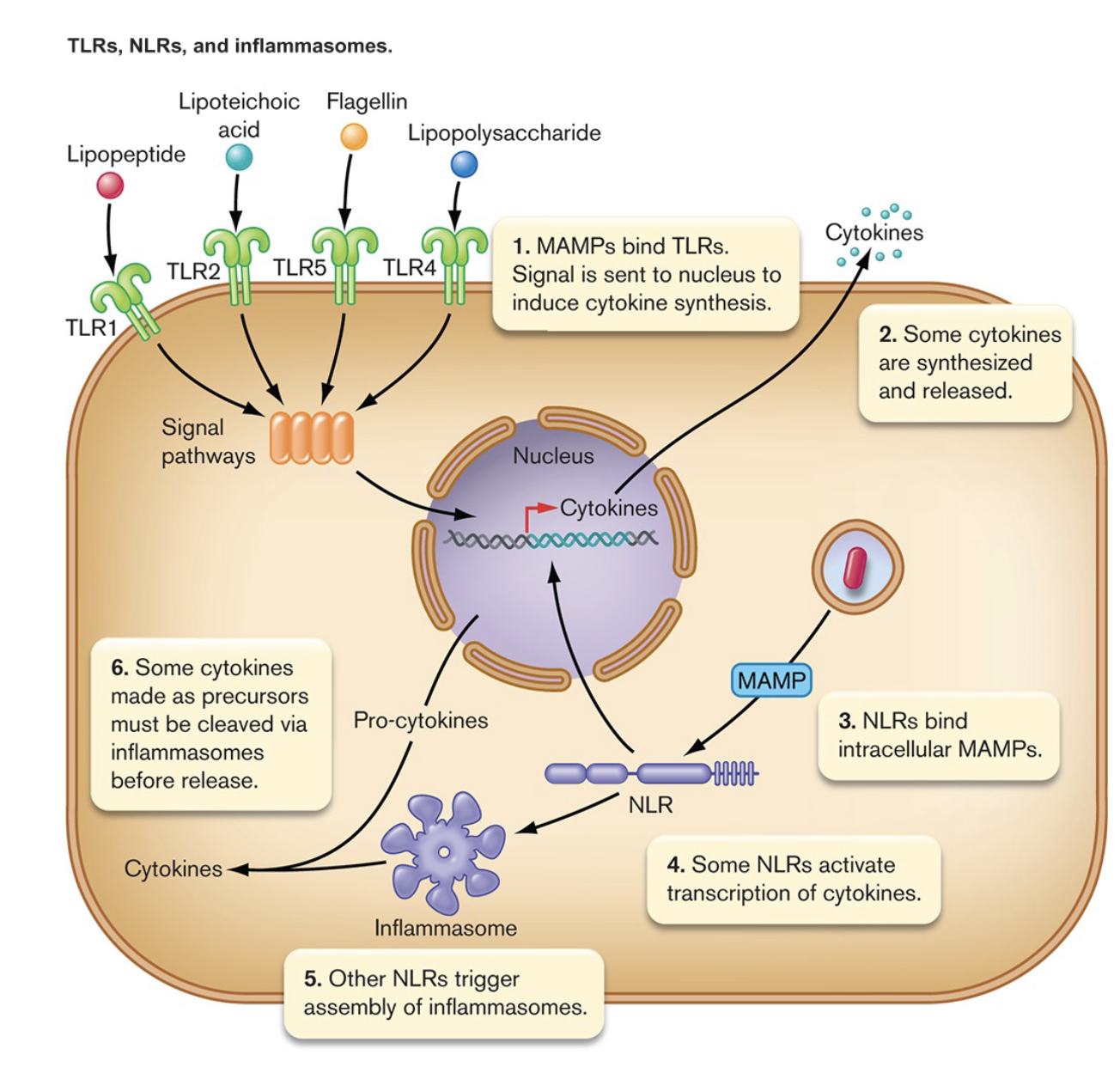 <p>NLRs act inside the cell in the cytoplasm</p><p>TLR act on the cell surface and monitor outside the host cell. </p>