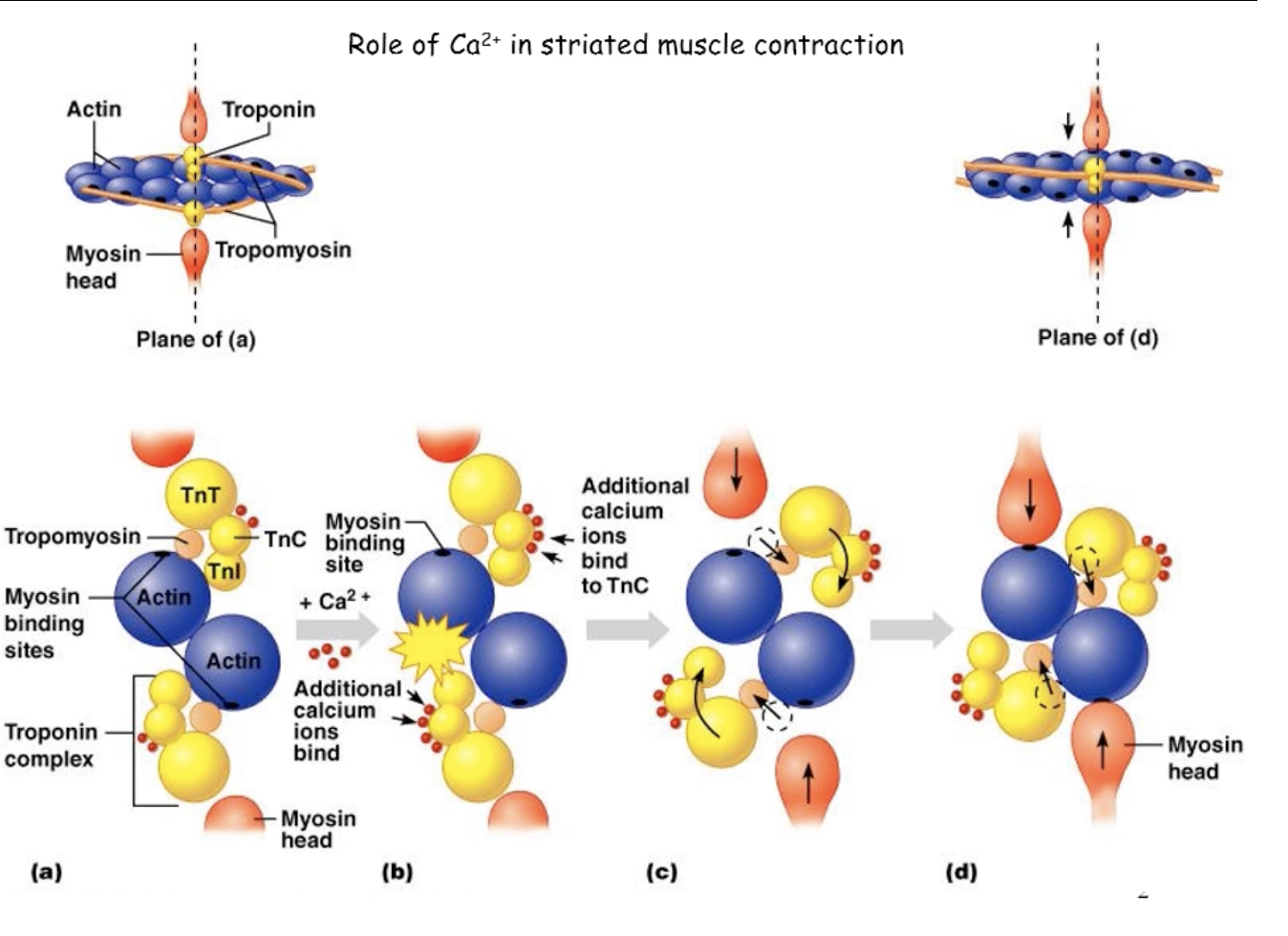 <ul><li><p>calcium</p></li><li><p>troponin C has a high bond to calcium<br>  - if we release calcium from the sarcoplasmic reticulum into the cytosol the calcium can bind to troponin C</p></li><li><p>this binding of calcium to the troponin C molecule causes troponin C to change shape and pulls on the other troponin molecules which then move tropomyosin and pulls it away from the myosin binding site on the thin filaments</p></li><li><p>C) when we expose the myosin binding site on the thin filaments, myosin can now form a cross bridge and we can begin cross bridge cycling</p></li><li><p>D) calcium is the molecule that stimulates the movement of tropomyosin allowing for cross bridges to form and allow for cross bridge cycling to occur</p></li></ul><p></p>