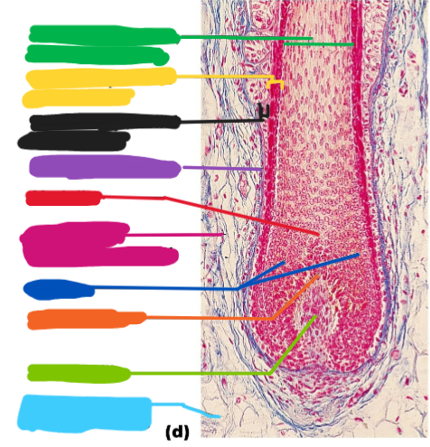 <p>This is a hair follicle. Name the parts</p>